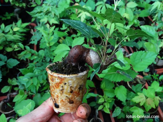 mame-bonsai-production-mini