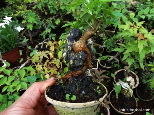 mame-bonsai-production-murier