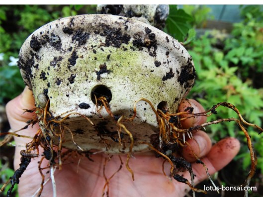 mame-bonsai-production-pot