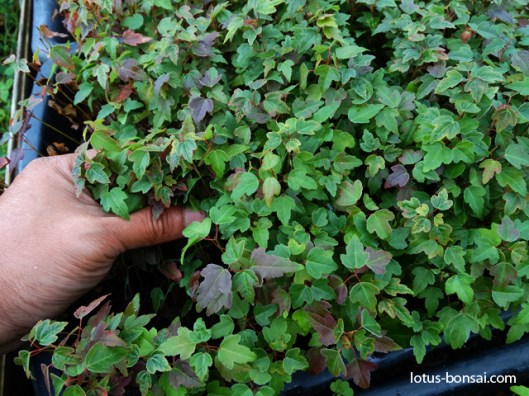 mame-bonsai-production-semis