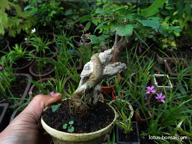 Mame Bonsai Production | Lotus Bonsai Studio