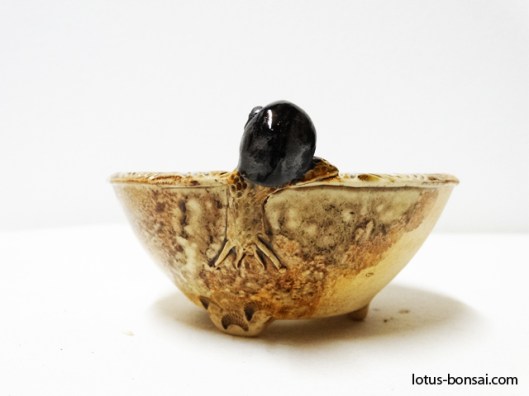 bonsai-snail-pots